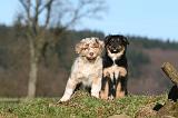 BERGER AUSTRALIEN PUPPIES 688